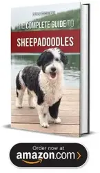 Sheepadoodle Rescues And Adoption In Florida Local Dog Rescues