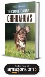 Chihuahua Rescues And Adoption In Ohio Local Dog Rescues