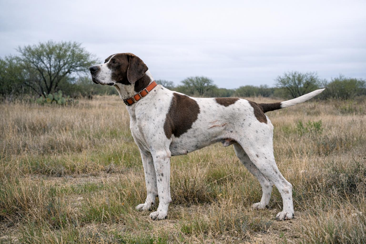 English pointer standing in a grassy South Texas field, healthy with subtle healed-scars, soft overcast light